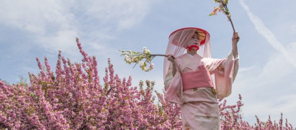 Event Spotlight: Sakura Matsuri at Brooklyn Botanic Garden