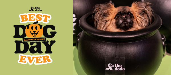 Event Spotlight: The Dodo’s Best Dog Day Ever : Halloween Edition